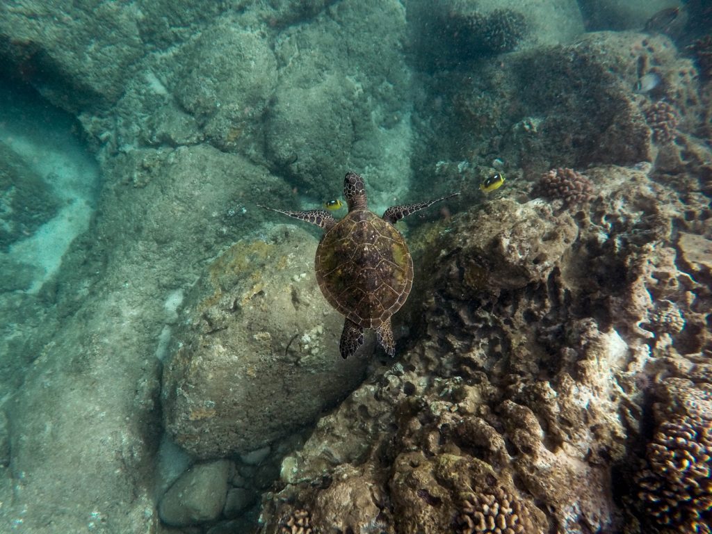 turtles akumal