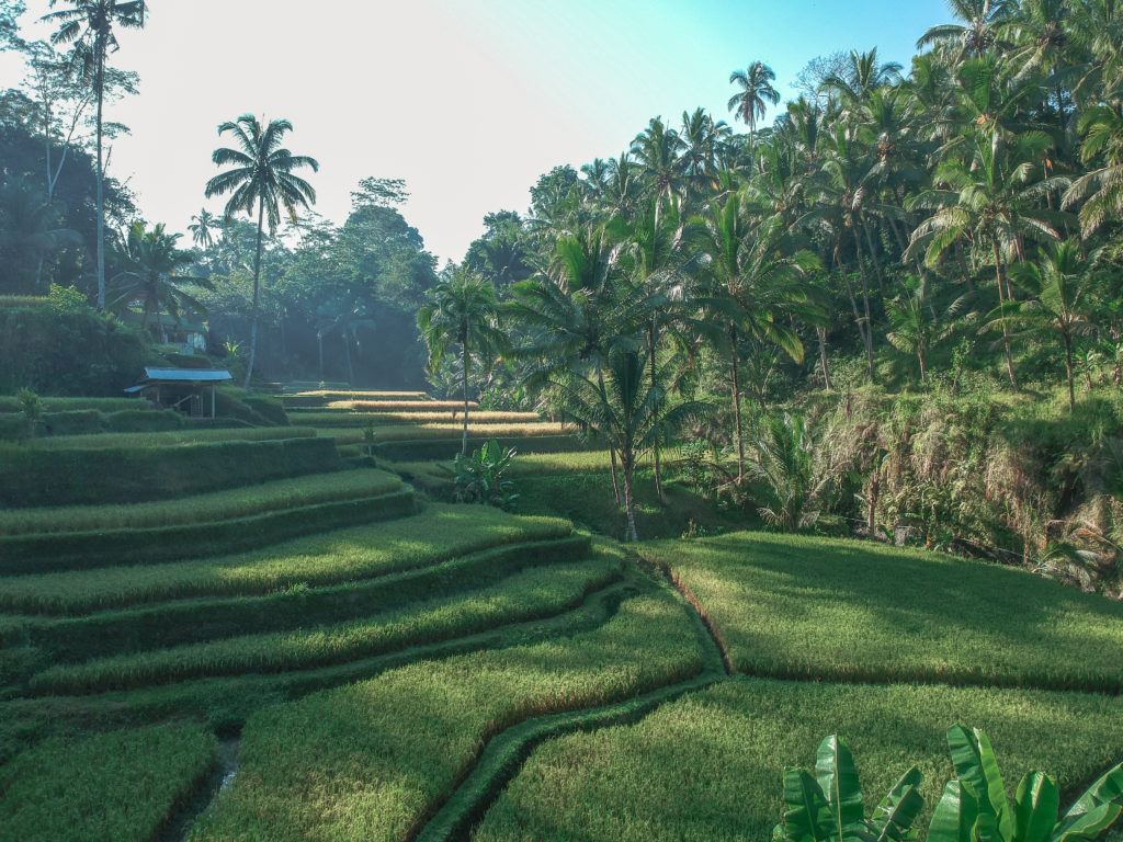 tegalalang rice terrace