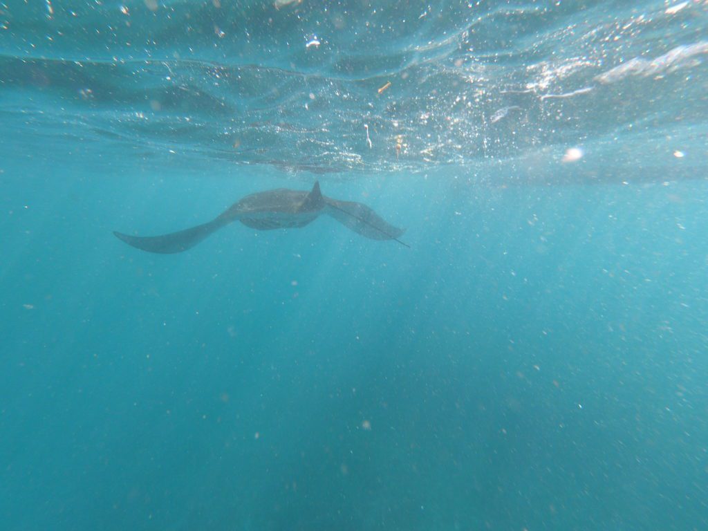 manta ray nusa penida