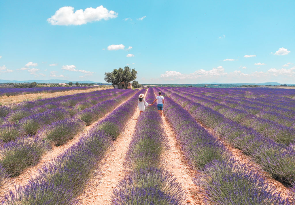 lavender fields south of france