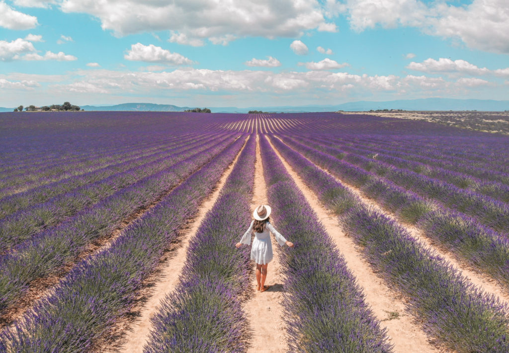 lavender fields south of france