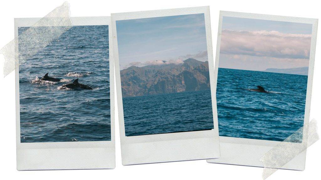 whale watching tenerife