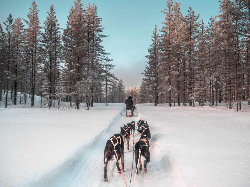 Lapland sled dog