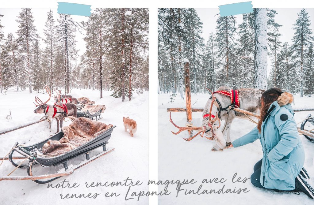 reindeer herding Lapland