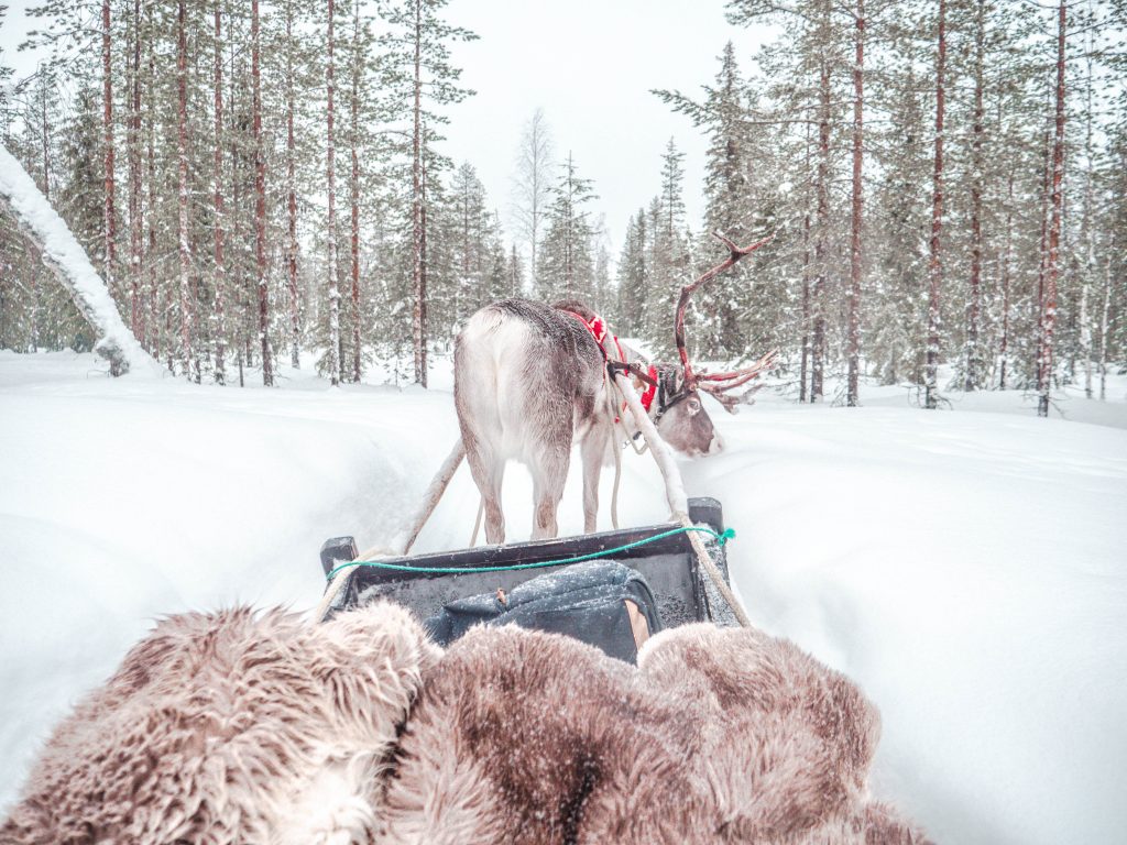 traineau rennes Laponie