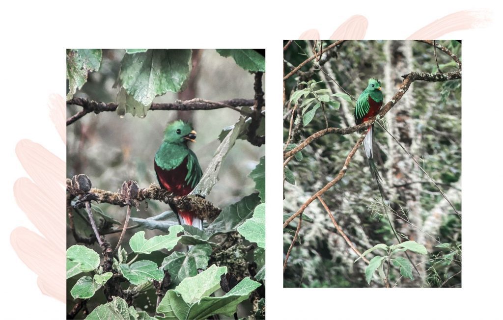 quetzal Costa Rica