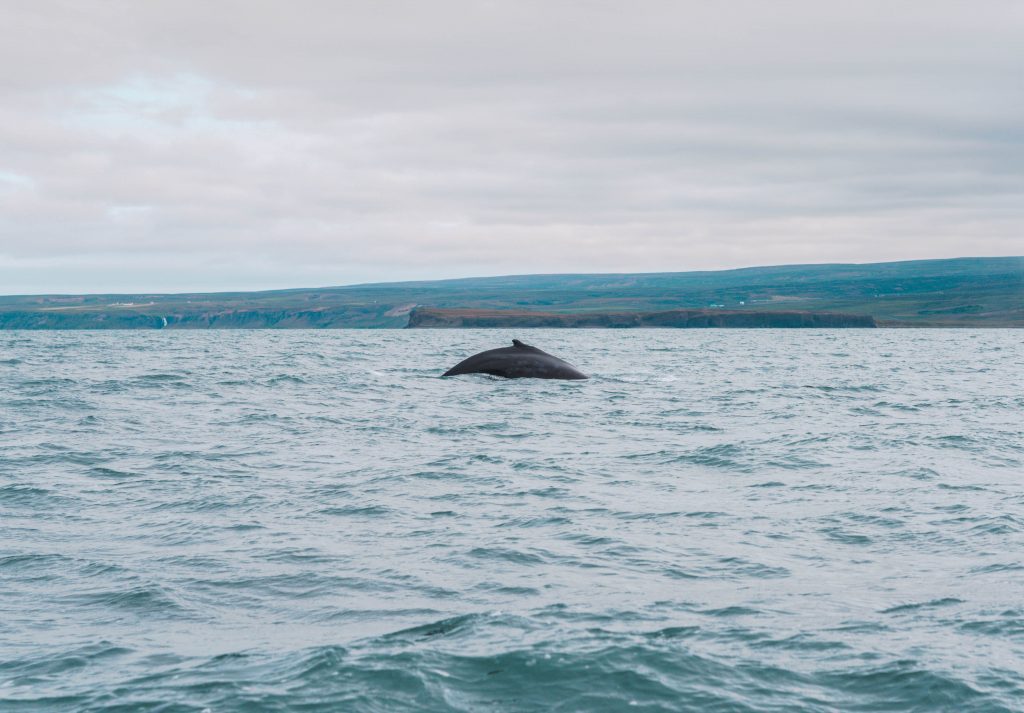 ballenas islandia