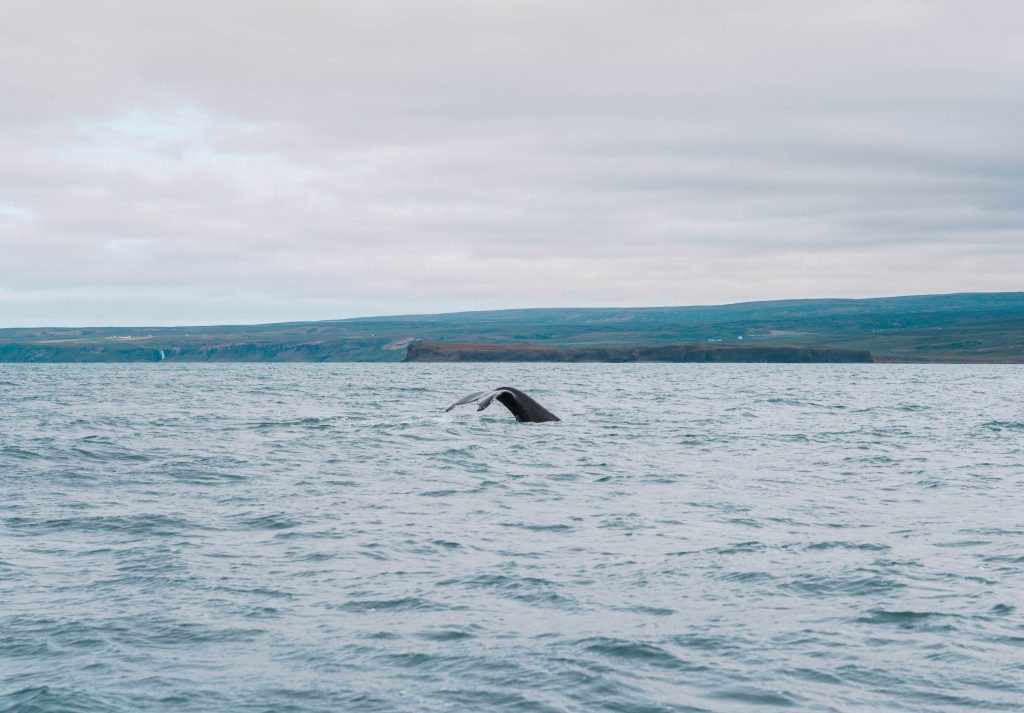 ou voir les baleines en islande