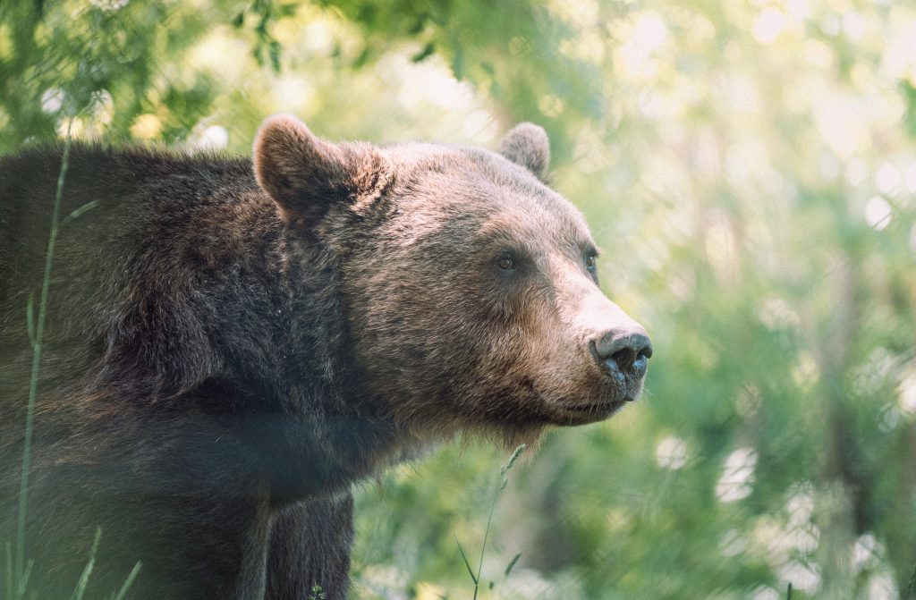 excursion bear canada