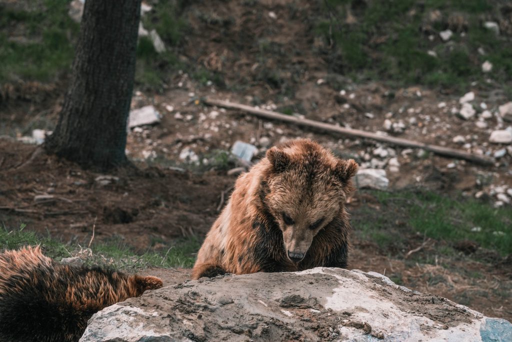 zoo sauvage saint felicien