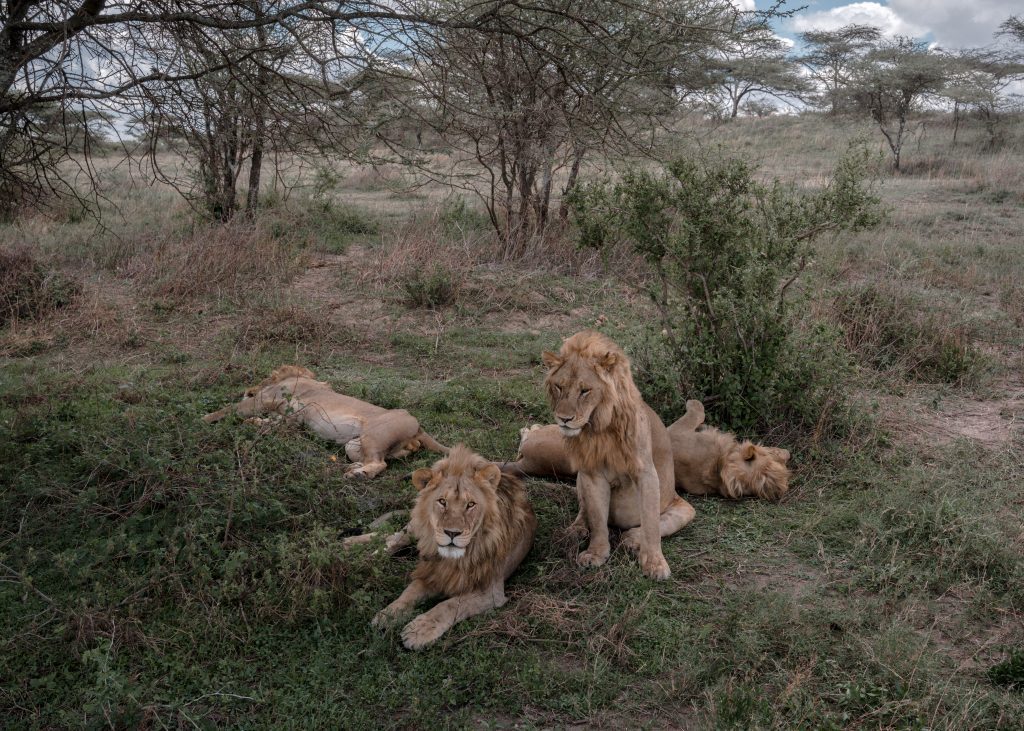 lions safari tanzania
