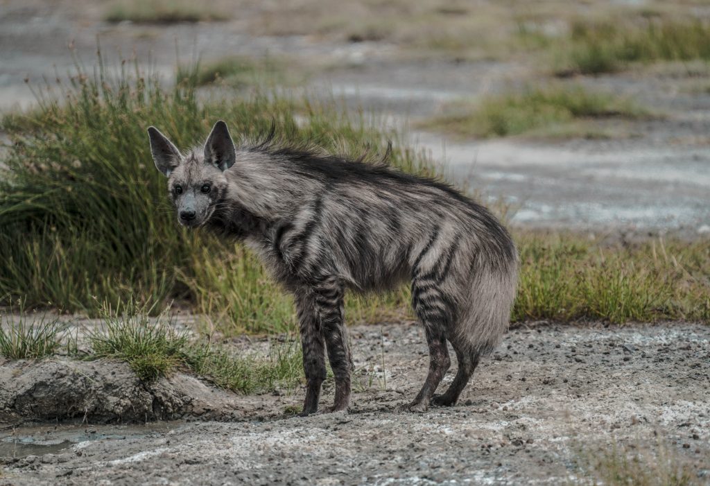 hyène rayée tanzanie