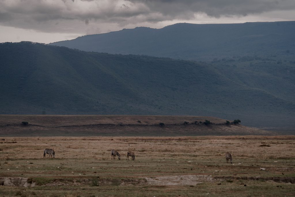 cratère du ngorongoro safari