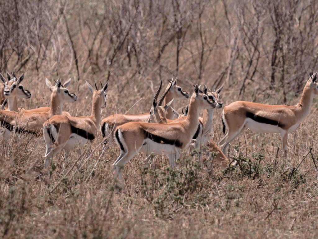 safari serengeti tanzanie