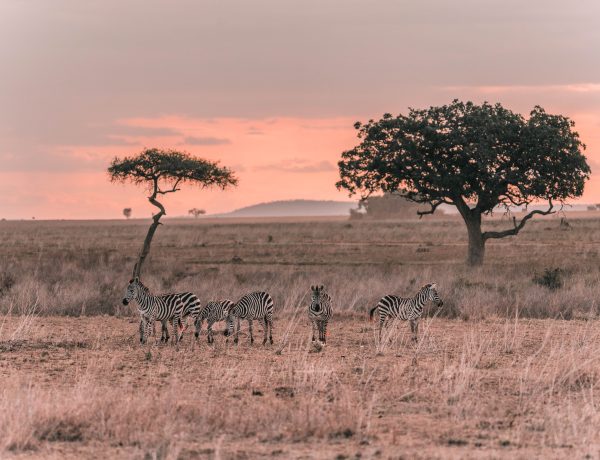 viaje safari en tanzania