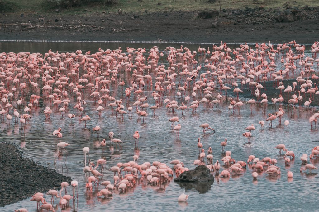safari en Tanzanie Arusha