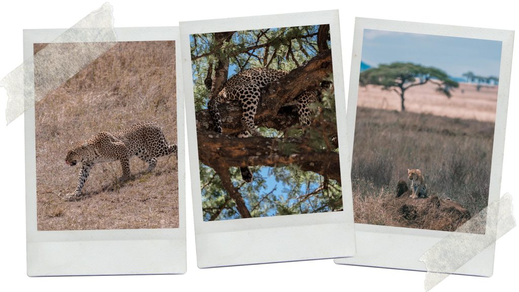 comment faire un safari en tanzanie
