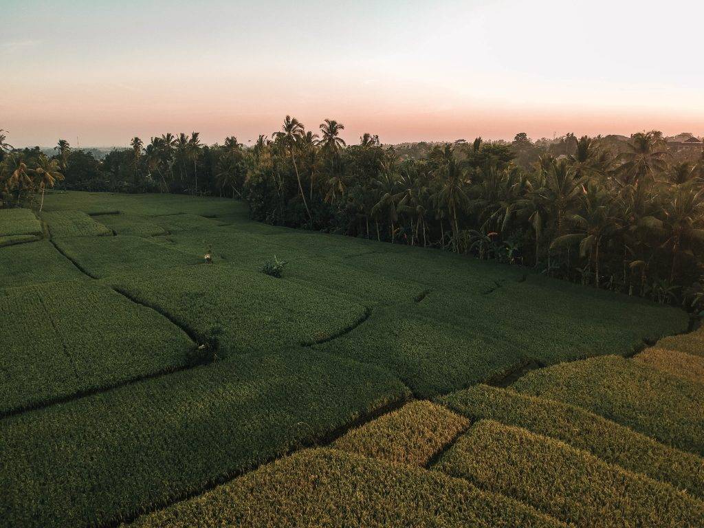 que faire à ubud