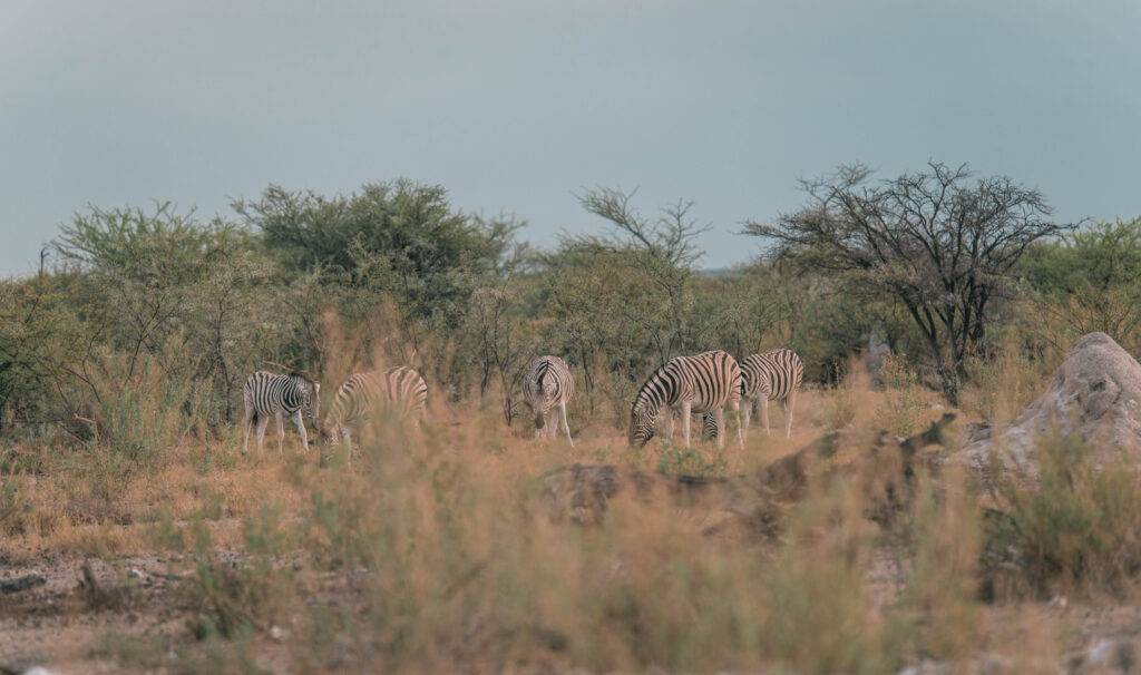 safari etosha namibie