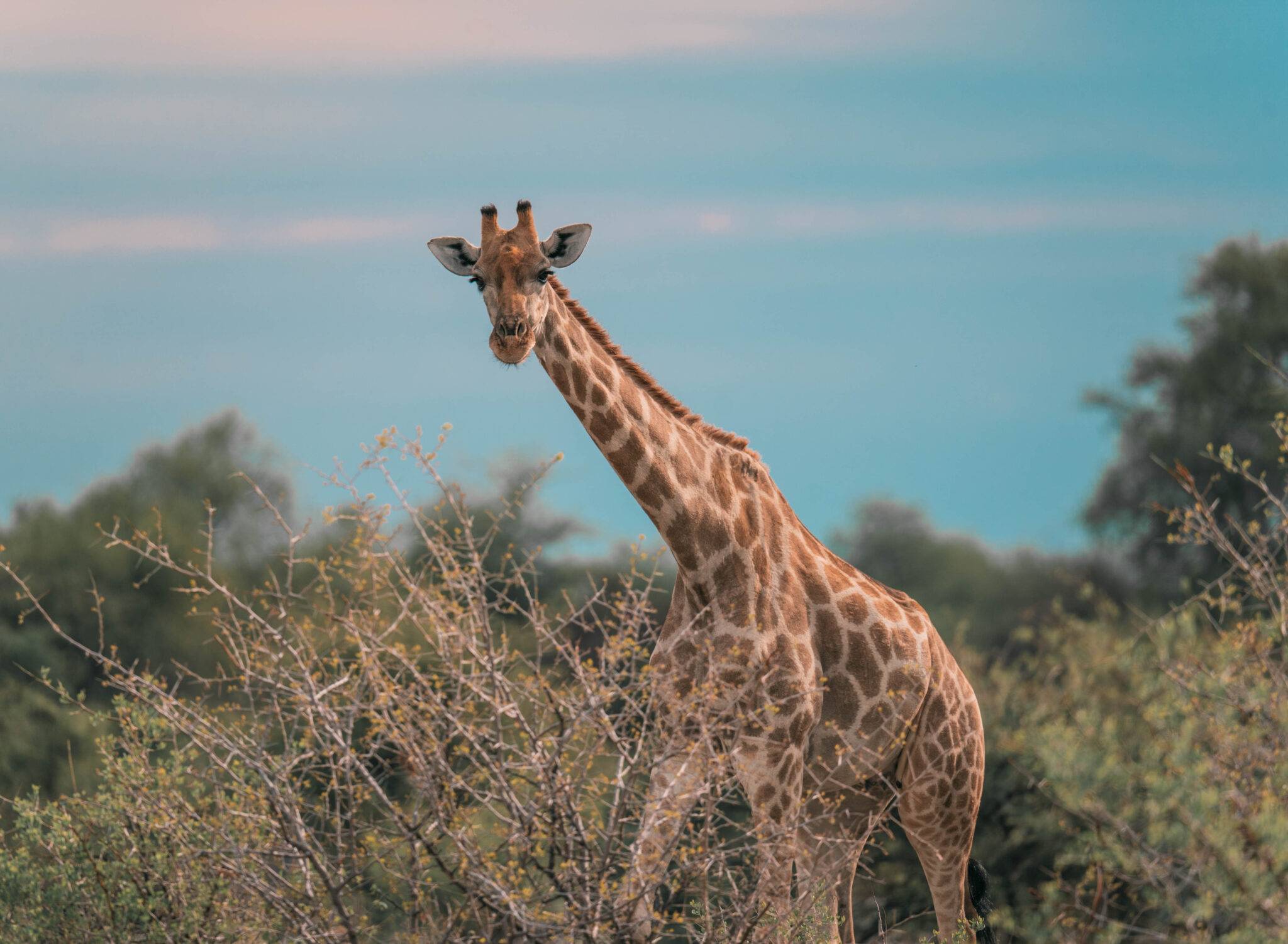 11 Jours De Road Trip En Namibie : Itinéraire - Blog Voyage - Amoureux ...