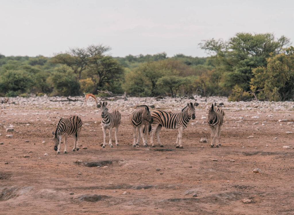 faire un safari en namibie