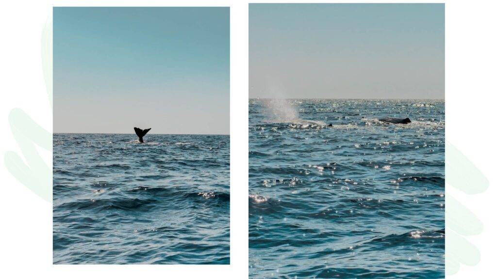 excursion baleines dominique